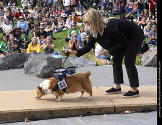 Tour de Corgi 2025 - Costume Contest