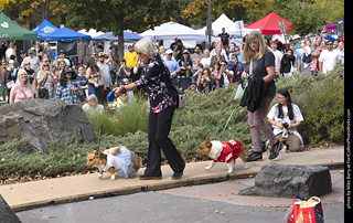 Tour de Corgi 2025 - Costume Contest