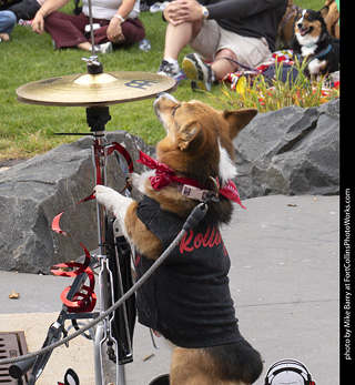 Tour de Corgi 2025 - Costume Contest