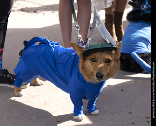 Tour de Corgi 2025 - attendees