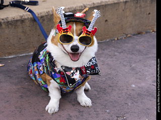 Tour de Corgi 2025 - attendees