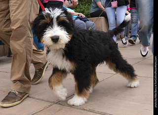  Tour de Corgi 2025 - The Tour
