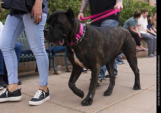  Tour de Corgi 2025 - The Tour
