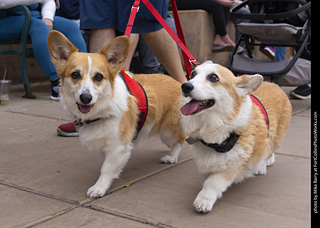  Tour de Corgi 2025 - The Tour