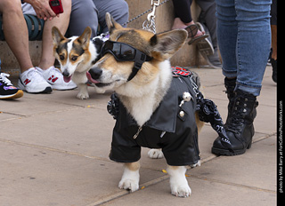  Tour de Corgi 2025 - The Tour