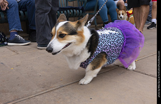  Tour de Corgi 2025 - The Tour