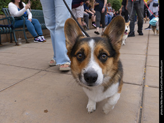  Tour de Corgi 2025 - The Tour