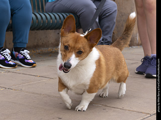  Tour de Corgi 2025 - The Tour