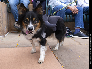  Tour de Corgi 2025 - The Tour