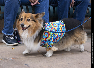  Tour de Corgi 2025 - The Tour