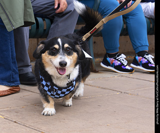  Tour de Corgi 2025 - The Tour
