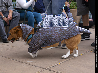  Tour de Corgi 2025 - The Tour