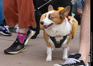  Tour de Corgi 2025 - The Tour