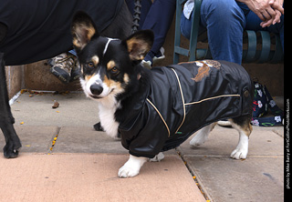  Tour de Corgi 2025 - The Tour