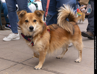  Tour de Corgi 2025 - The Tour