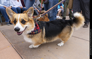  Tour de Corgi 2025 - The Tour