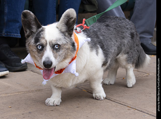  Tour de Corgi 2025 - The Tour