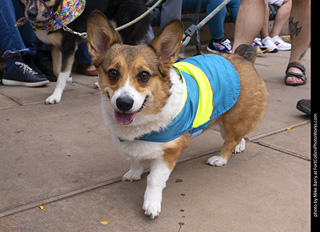  Tour de Corgi 2025 - The Tour