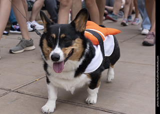  Tour de Corgi 2025 - The Tour