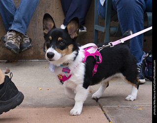  Tour de Corgi 2025 - The Tour