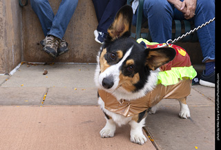 Tour de Corgi 2025 - The Tour