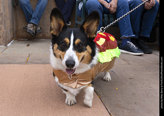  Tour de Corgi 2025 - The Tour