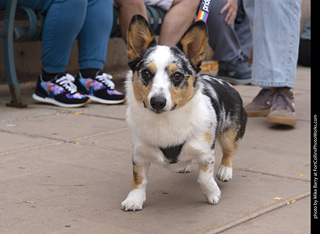  Tour de Corgi 2025 - The Tour