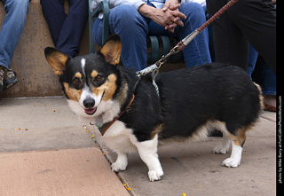  Tour de Corgi 2025 - The Tour