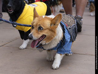  Tour de Corgi 2025 - The Tour