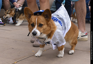  Tour de Corgi 2025 - The Tour