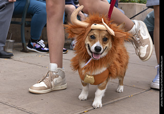  Tour de Corgi 2025 - The Tour