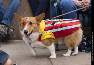 Tour de Corgi 2025 - The Tour