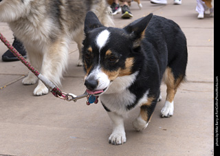  Tour de Corgi 2025 - The Tour
