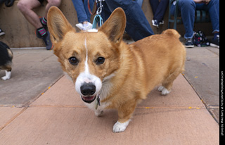  Tour de Corgi 2025 - The Tour