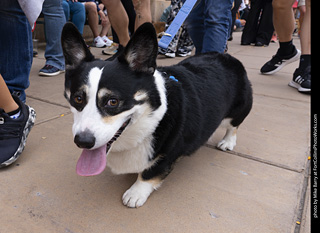  Tour de Corgi 2025 - The Tour