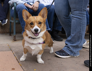  Tour de Corgi 2025 - The Tour
