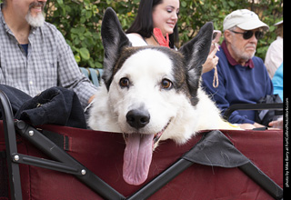  Tour de Corgi 2025 - The Tour