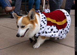  Tour de Corgi 2025 - The Tour