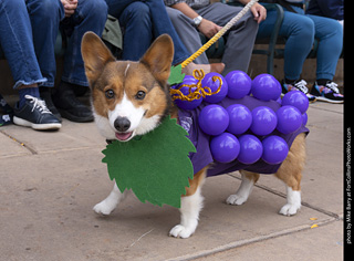  Tour de Corgi 2025 - The Tour