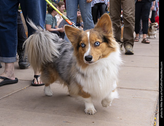  Tour de Corgi 2025 - The Tour
