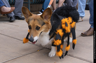  Tour de Corgi 2025 - The Tour