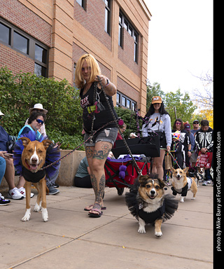  Tour de Corgi 2025 - The Tour