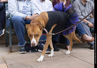  Tour de Corgi 2025 - The Tour