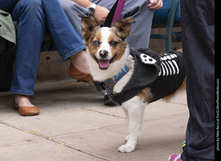  Tour de Corgi 2025 - The Tour