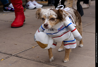  Tour de Corgi 2025 - The Tour