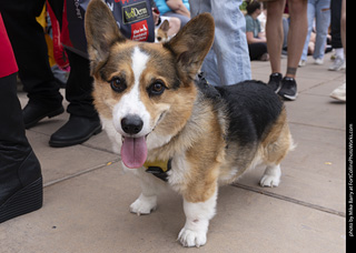  Tour de Corgi 2025 - The Tour