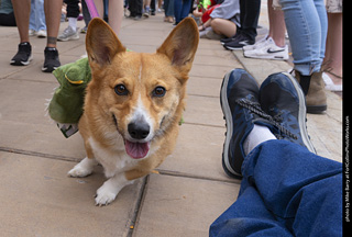  Tour de Corgi 2025 - The Tour