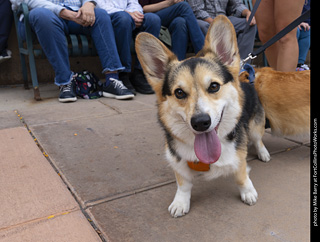  Tour de Corgi 2025 - The Tour