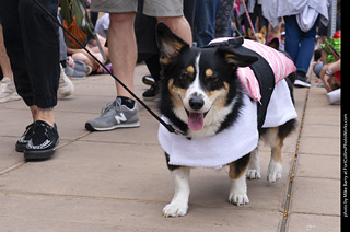 Tour de Corgi 2025 - The Tour