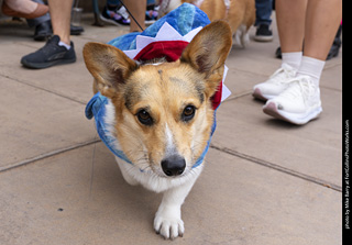  Tour de Corgi 2025 - The Tour